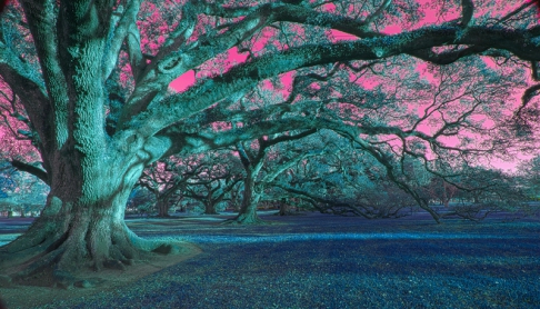 Mystic Oaks by Alan Zakem | This image was created using multiple exposure photography. It is available as a pigment based prin Mystic Oaks